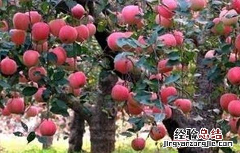 苹果树为什么会烂根 苹果树为什么会烂根的原因