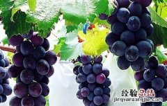 葡萄果园采收后的管理措施 葡萄果园采收后的管理