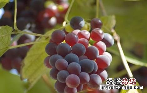 葡萄果园采收后的管理措施 葡萄果园采收后的管理