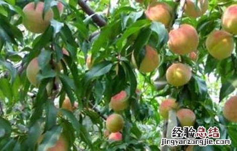 种植桃子如何提高品质 种植桃子如何提高品质和精神