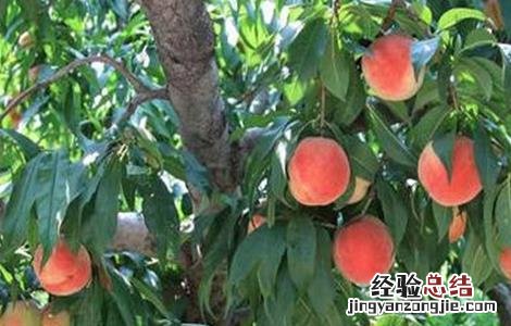 种植桃子如何提高品质 种植桃子如何提高品质和精神