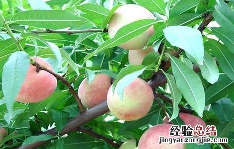 种植桃子如何提高品质 种植桃子如何提高品质和精神