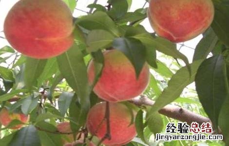 种植桃子如何提高品质 种植桃子如何提高品质和精神