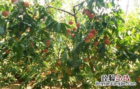 种植桃子如何提高品质 种植桃子如何提高品质和精神