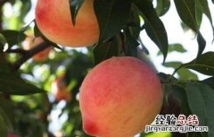 种植桃子如何提高品质 种植桃子如何提高品质和精神