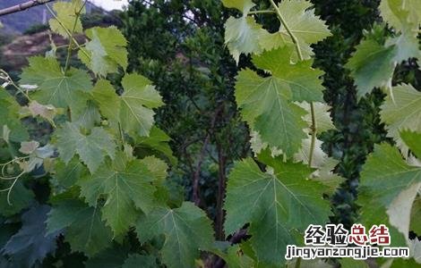 如何防止葡萄徒长 如何防止葡萄徒长病虫害