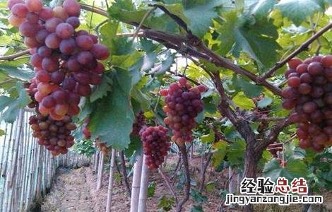 如何防止葡萄徒长 如何防止葡萄徒长病虫害