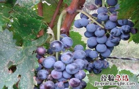如何防止葡萄徒长 如何防止葡萄徒长病虫害
