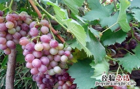 如何防止葡萄徒长 如何防止葡萄徒长病虫害