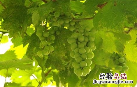 如何防止葡萄徒长 如何防止葡萄徒长病虫害