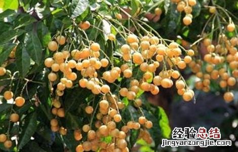 黄皮种植前景如何 黄皮种植前景如何样