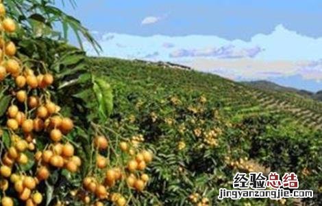 黄皮种植前景如何 黄皮种植前景如何样
