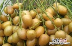 黄皮种植前景如何 黄皮种植前景如何样