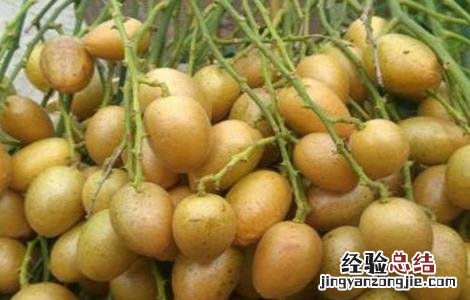 黄皮种植前景如何 黄皮种植前景如何样