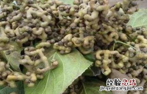 拐枣树怎么种植 拐枣树怎么种植方法