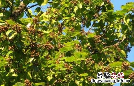 拐枣树怎么种植 拐枣树怎么种植方法