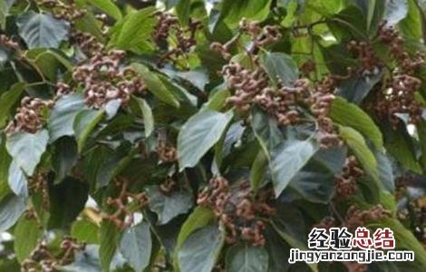 拐枣树怎么种植 拐枣树怎么种植方法
