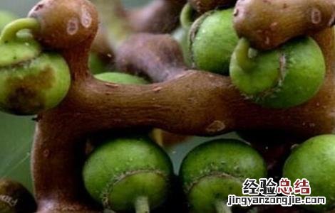 拐枣树怎么种植 拐枣树怎么种植方法