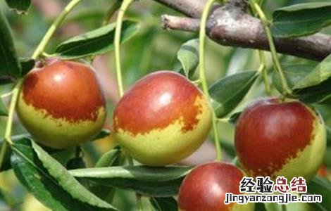 如何提高枣树坐果率 如何提高冬枣坐果率