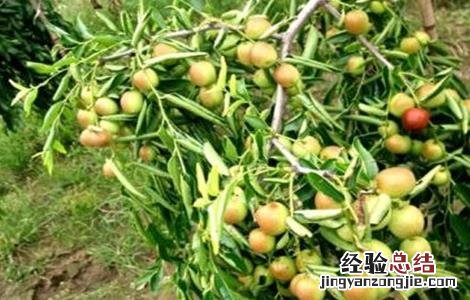 如何提高枣树坐果率 如何提高冬枣坐果率