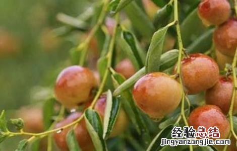 如何提高枣树坐果率 如何提高冬枣坐果率