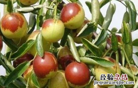如何提高枣树坐果率 如何提高冬枣坐果率