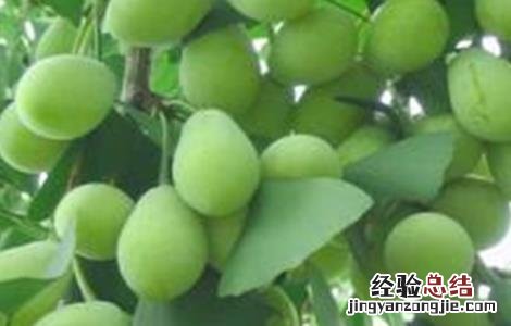 蛋黄果的种植方法 蛋黄果的种植方法和管理
