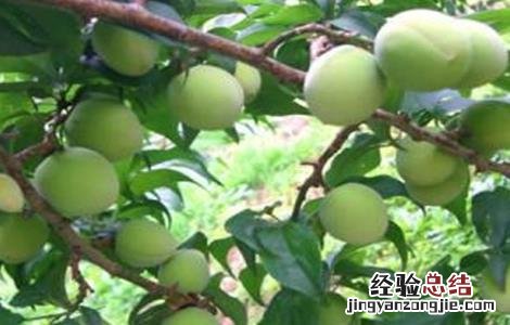 蛋黄果的种植方法 蛋黄果的种植方法和管理