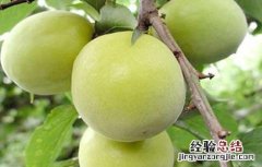 蛋黄果的种植方法 蛋黄果的种植方法和管理