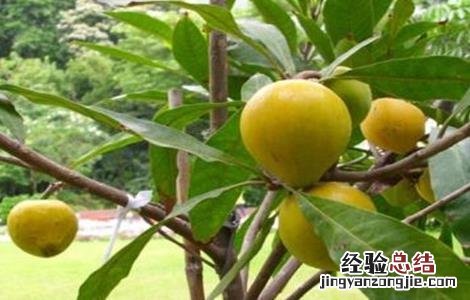 蛋黄果的种植方法 蛋黄果的种植方法和管理