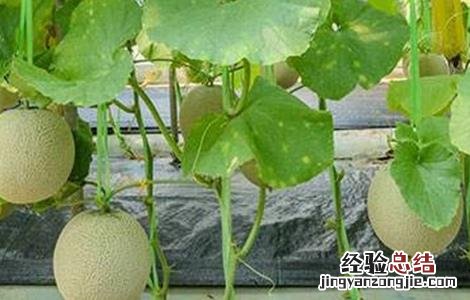 哈密瓜常见病虫害防治方法有哪些 哈密瓜常见病虫害防治方法