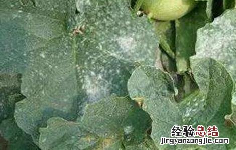 哈密瓜常见病虫害防治方法有哪些 哈密瓜常见病虫害防治方法