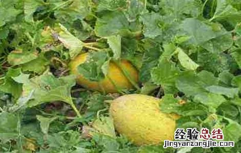哈密瓜常见病虫害防治方法有哪些 哈密瓜常见病虫害防治方法