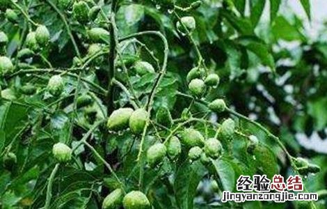 黄皮的种植条件 黄皮种植条件和区域
