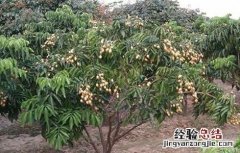 黄皮的种植条件 黄皮种植条件和区域