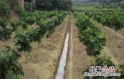黄皮的种植条件 黄皮种植条件和区域