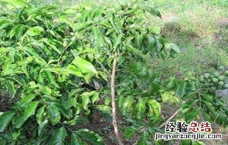 黄皮的种植条件 黄皮种植条件和区域