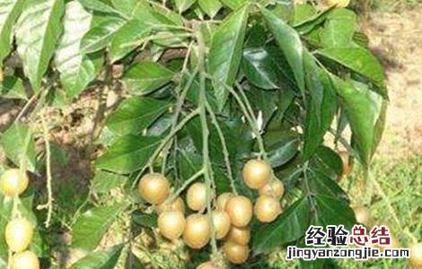 黄皮的种植条件 黄皮种植条件和区域