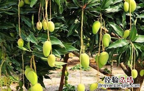 芒果落花落果的原因及防治方法 芒果怎么防止落花落果