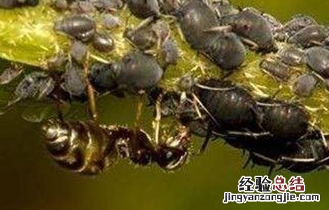 芒果落花落果的原因及防治方法 芒果怎么防止落花落果