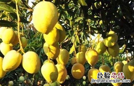 芒果落花落果的原因及防治方法 芒果怎么防止落花落果
