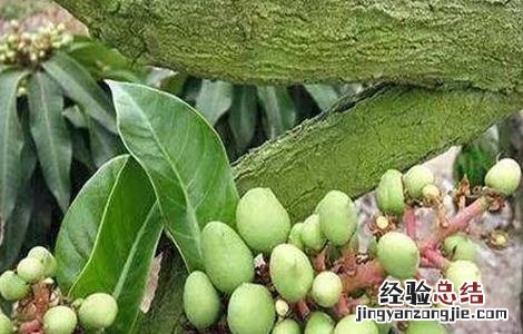 芒果落花落果的原因及防治方法 芒果怎么防止落花落果