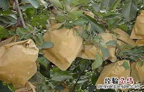 苹果套袋时间和方法 苹果套袋结束时间