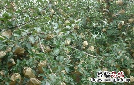苹果套袋时间和方法 苹果套袋结束时间