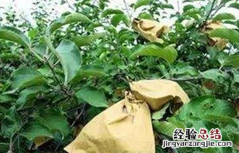 苹果套袋时间和方法 苹果套袋结束时间