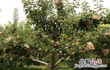 苹果套袋时间和方法 苹果套袋结束时间