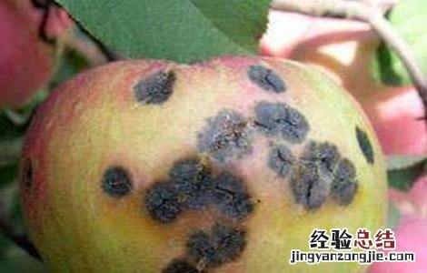 苹果烂果病怎样防治 苹果烂果的原因及防治方法
