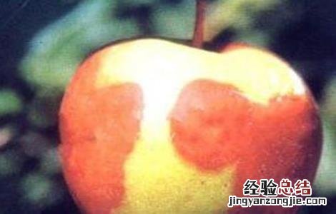 苹果烂果病怎样防治 苹果烂果的原因及防治方法