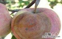 苹果烂果病怎样防治 苹果烂果的原因及防治方法