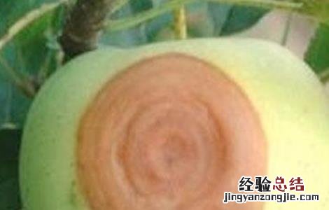 苹果烂果病怎样防治 苹果烂果的原因及防治方法